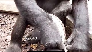 Funny Monkey Viral Video 57