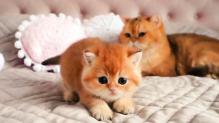 So Relaxing Video | Nature is Beautiful and Amazing |#nature #viral #febspot