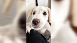 Best Dog Videos ~ Funny and Cute Dogs!