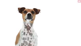 Sounds That Make Dogs Tilt Their Head