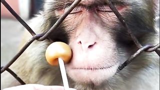 Funny Monkey Viral Video 58
