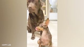 Don't try to mess with these dog - Funny Dog Videos 2023