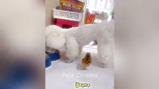 The funniest animals / Fun with cats and dogs