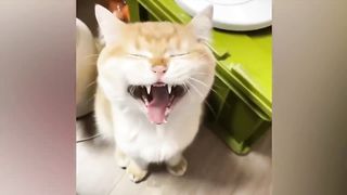 The funniest animals / Fun with cats and dogs 2023
