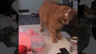 Funny Cat Videos | Cute Cat Videos