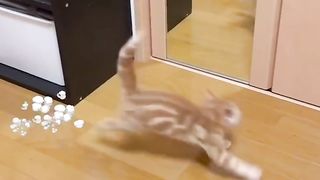 Funniest Cats and Dogs ???????? Funny Animals 2