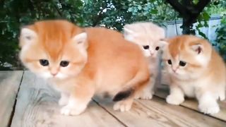 Most Beautiful and Cute Animal | Nature Beauty Video |Our Planet | Relaxation