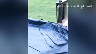 Funny Dogs And Cats Videos 2023 ???? - Best Funniest Animal Videos Of The Month #5