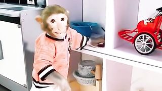 Funny Monkey Viral Video 59