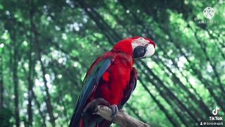 Beautiful bird ???? 2