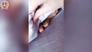 Best funny,cute,very beautiful animal videos
