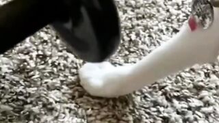Cute cat singing comedy