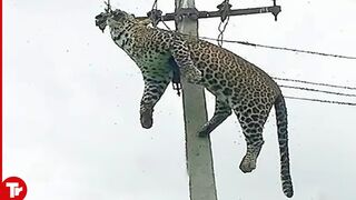 Top 16 moments Animals Get Electrocuted