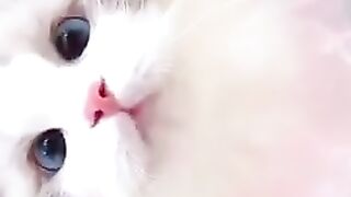 cute cat is dancing