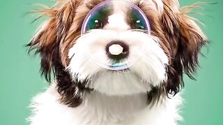 Puppy Photography| Click Ad