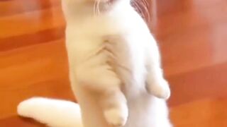 cute white cat facing commander