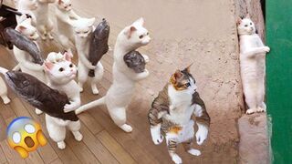 #Funniest #Cats ???? and #Dogs????