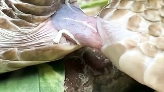 HOW SNAKES DOING IT?!