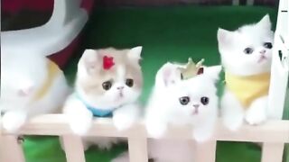 Cute and funny cat