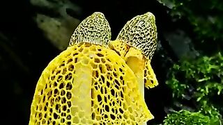 Blooming mushroom