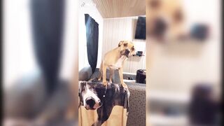 Funny Tik Toks That Make No Sense I Tiktok Compilations