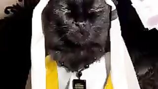 Black cat arab