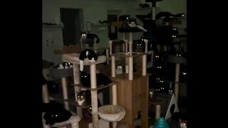 Suasana di cathouse