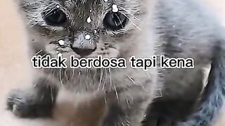 Catss