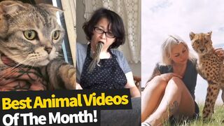 Top 50 Viral Animal Videos Of The Month - August