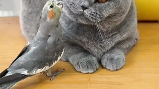 Cute bird and cat