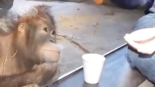Monkey magic