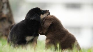 Dogs video