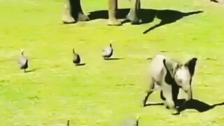 baby elephant playing with birds