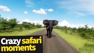 Top 20 Incredible Safari Moments Caught on Camera OMG