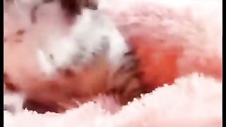the cat's reaction when disturbed