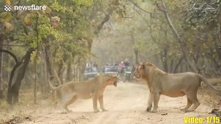 The most incredible wild animal battles captured on camera