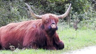 Animal liberation has always been a struggle for humans.