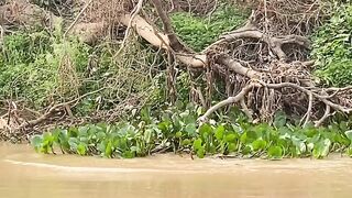 jaguar eats crocodile cubs in swamp