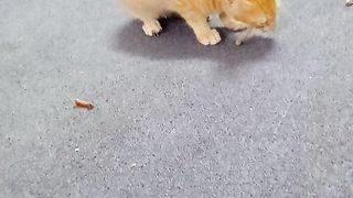 Cats are interested to eat chicken bones