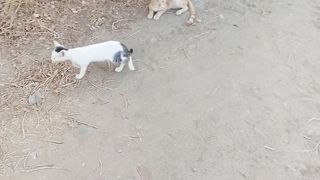 Funny cat and kitten video
