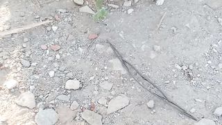 Beautiful stray cat