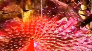 ，Most beautiful peacocks in the world