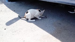Hungry cats eating fish asmr