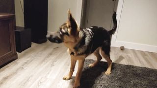 German Shepherd Howling Challenge