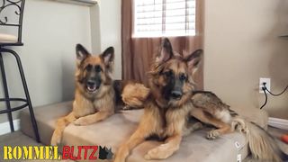 German Shepherds Howling