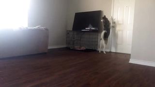 Husky p