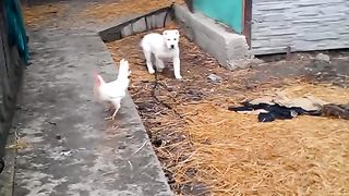 Alabai puppies