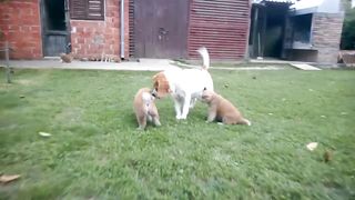 Akita Inu puppy