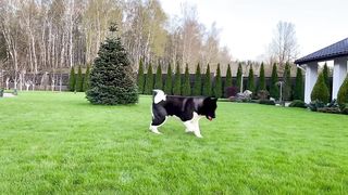American Akita
