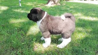 American Akita Puppies